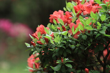 Rhododendron simsii, azalea blooming on tree at spring 20 March 2011