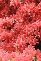 Rhododendron simsii, azalea blooming on tree at spring 20 March 2011