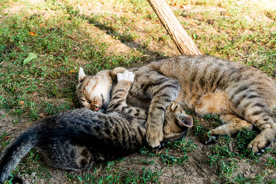 Adult domestic cat and her kitten sunbathing in the garden