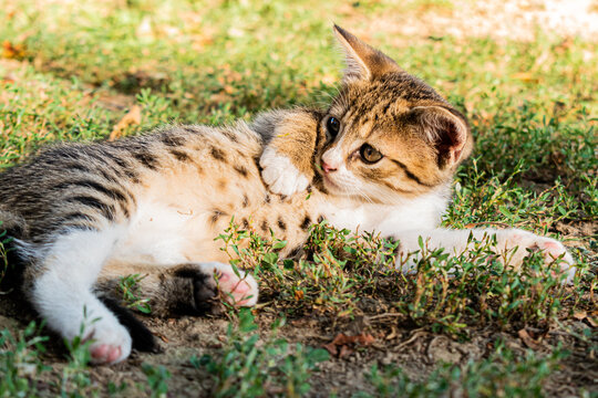 Cute domestic baby cat sunbathing in the garden