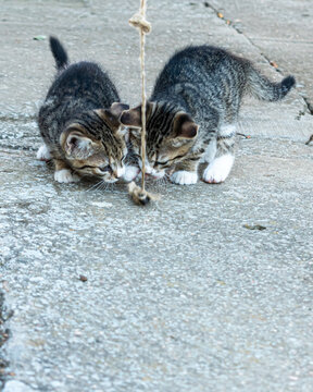 Two adorable kittens playing