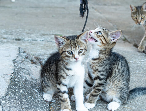 Two adorable kittens playing