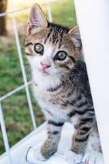 Young gray-brown domestic kitten in the garden