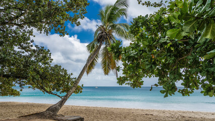 A palm tree leans over a sandy beach and a turquoise ocean. Trunk and leaves on a background of blue sky and clouds. In the foreground are the branches of tropical trees. Seychelles. Mahe