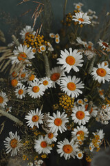 Beautiful daisies. Bouquet of wild flowers