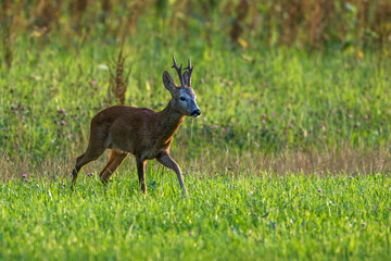 Rehbock (Capreolus capreolus)