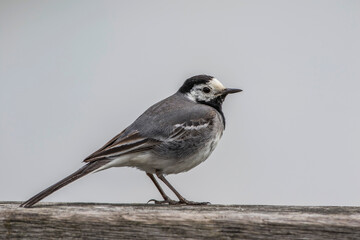 Bachstelze (Motacilla alba)
