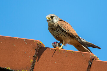 Turmfalke (Falco tinnunculus) Männchen