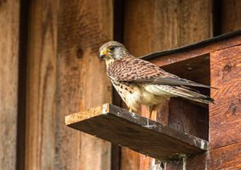 Turmfalke (Falco tinnunculus) Weibchen