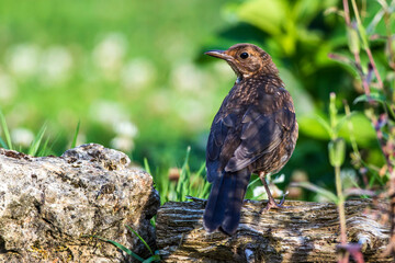 Amsel (Turdus merula) Jugendkleid