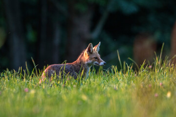 Rotfuchs (Vulpes vulpes)