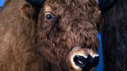 stuffed european bison close-up. taxidermy stuffed buffalo