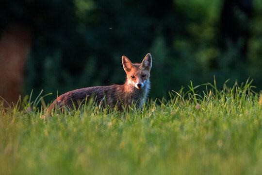 Caniforms-Bilder: Stock-Fotos & -Videos. | Adobe Stock