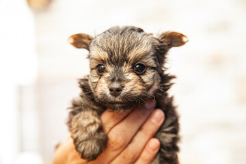 Cachorrillos Yorkshire terrier