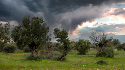Typical Mediterranean Landscape. Three Olive Trees in a row and some others around. Greece