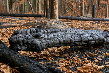 Saxon Switzerland National Park: Burnt log on charred ground after huge wild fires