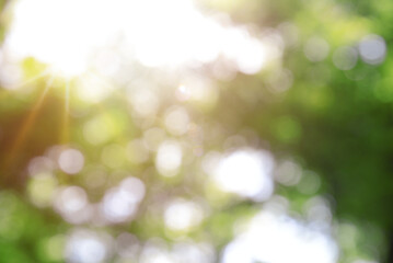 Greenery concept blurry nature background with sunlight and beautiful bokeh