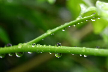 Raindrops on the green branches after the rain, in the morning looks wet and fresh.