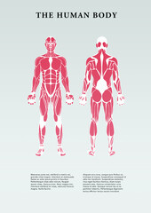 Front and rear view of human body