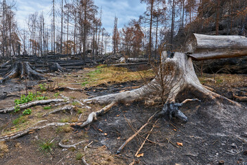 Saxon Switzerland National Park: Burnt tree stump and trail after huge wild fires