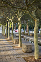 Sidewalk with trees