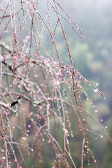 雨に濡れた梅の花