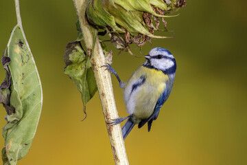 Blaumeise (Cyanistes caeruleus)