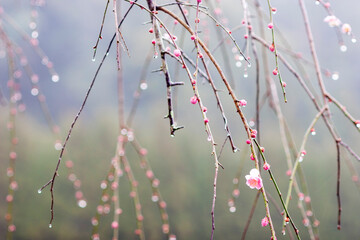 梅の花