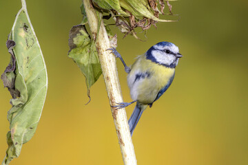 Blaumeise (Cyanistes caeruleus)