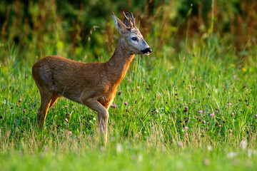 Rehbock (Capreolus capreolus)