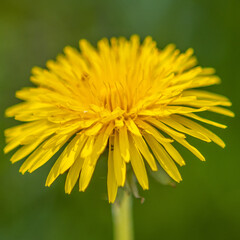 close up of dandelion