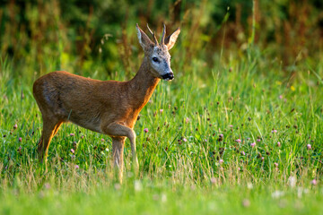 Rehbock (Capreolus capreolus)