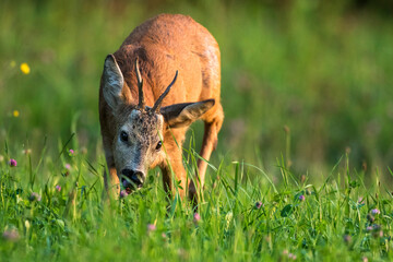 Rehbock (Capreolus capreolus)