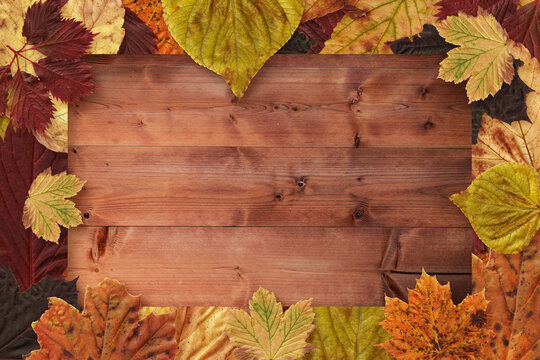 Autumn leaves on wood