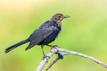 Amsel (Turdus merula) junges Männchen