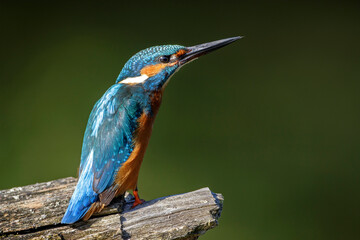 Eisvogel (Alcedo atthis) Männchen