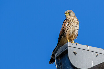 Turmfalke (Falco tinnunculus) Männchen - obrazy, fototapety, plakaty