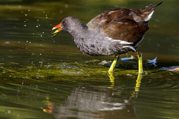 Teichhuhn (Gallinula chloropus)