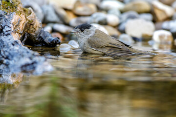 Mönchsgrasmücke (Sylvia atricapilla) Männchen