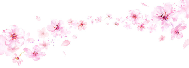春の花：風に乗って流れる桜と花びらの背景。水彩イラスト。ルーズタッチ。（透過背景）  © Keiko Takamatsu