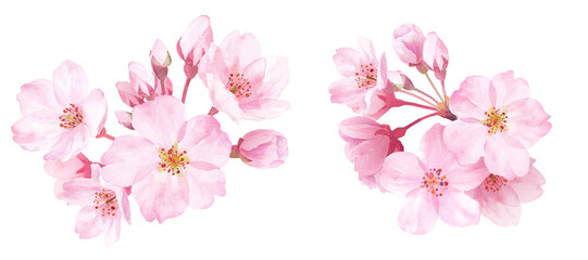春の花：桜のクローズアップ2種。水彩イラスト。装飾。 （透過背景） - obrazy, fototapety, plakaty