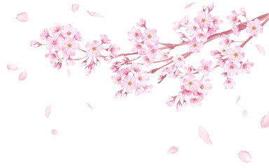 Obraz na płótnie Canvas 春の花：桜の花と散る花びらの水彩イラスト。（透過背景）
