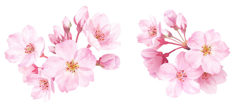 春の花：桜のクローズアップ2種。水彩イラスト。装飾。 （透過背景）