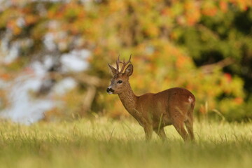 a roebuck stands on a meadow in a beautiful evening light. Capreolus capreolus. Autumn scene with a wild animal. 