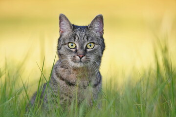 portrait of a beautiful tabby cat in the evening light