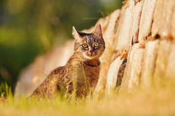 Obraz premium portrait of a beautiful tabby cat in the evening light