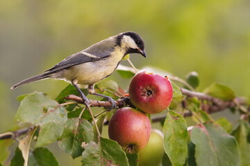 Beautiful great tit sitting on a red apple. Wildlife scene with titmouse. Parus major