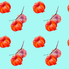 Physalis. A pattern of physalis. The flower of physalis. Pattern. Autumn flower. Winter cherry. Watercolor illustration on a colored background.