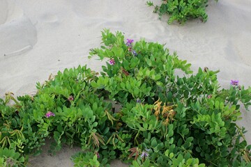 Blooming blue-violet pea grows on the sand