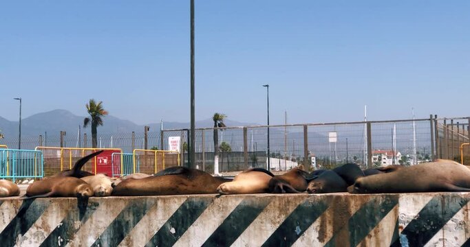 Lobos Marinos - Malec&oacute;n en M&eacute;xico